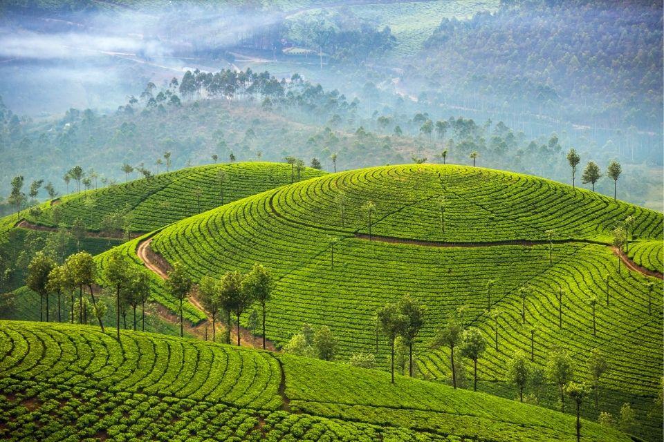Theevelden rond Munnar India