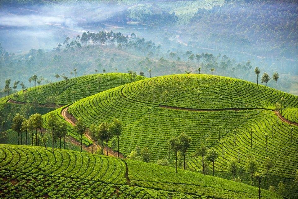Theevelden rond Munnar India