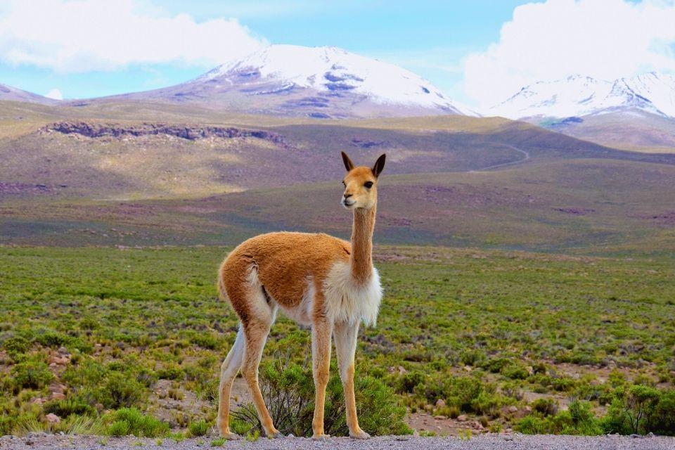 Altiplano Colca Canyon Peru