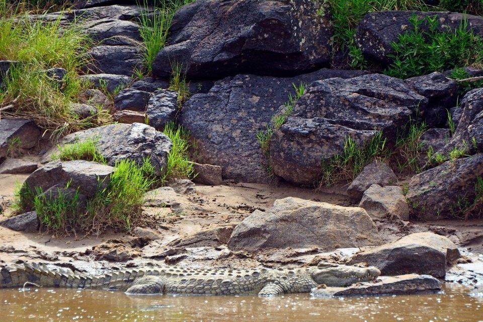 Krokodil in Masai Mara, Kenia