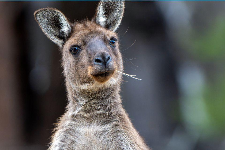 Kangaroo Island Australië