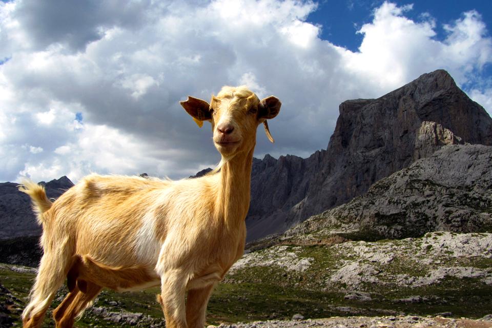 Picos de Europa, Noord-Spanje