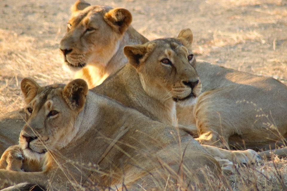 Sasan Gir Gujarat India