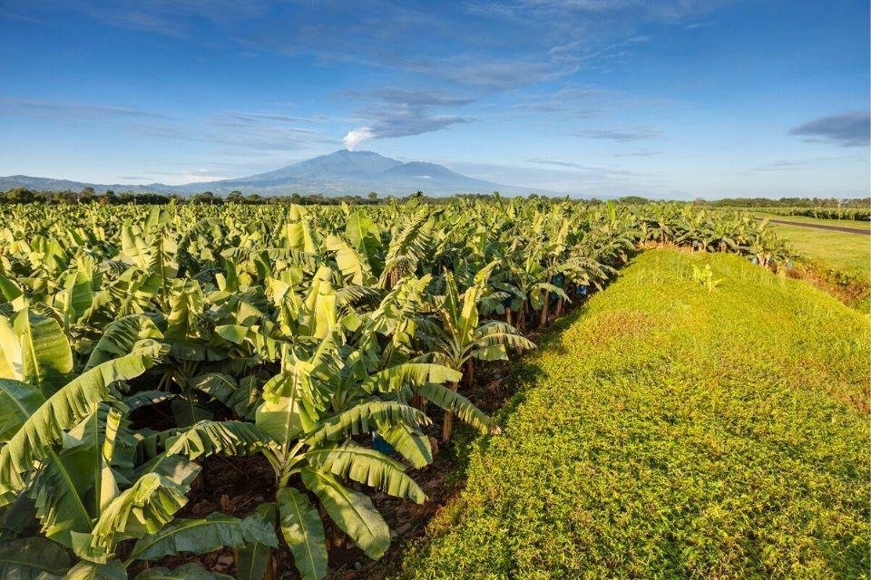 Bananenplantage met de Turrialba-vulkaan op de achtergrond, Costa Rica
