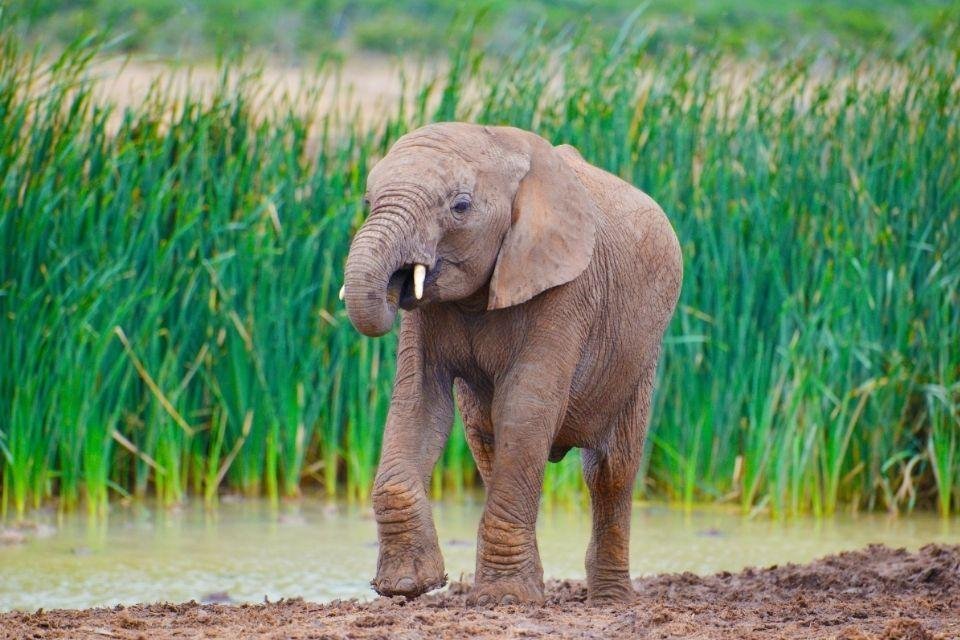 Jonge olifant in Addo National Park, Zuid-Afrika