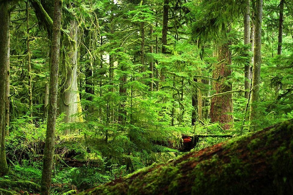 Cathedral Grove Canada