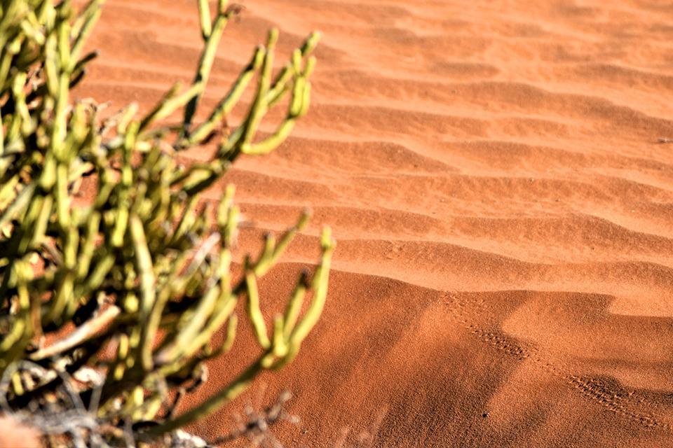 Kgalagadi Transfrontier National Park, Zuid-Afrika