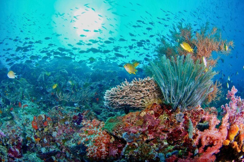 Onderwaterwereld van Menjangan eiland, Bali