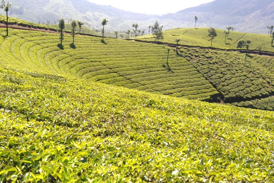 Theeveld in Munnar, India