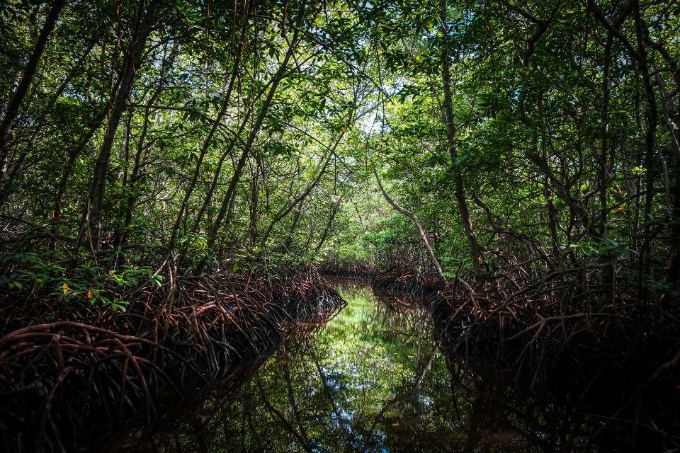 Mangrove op Nusa Lembongan