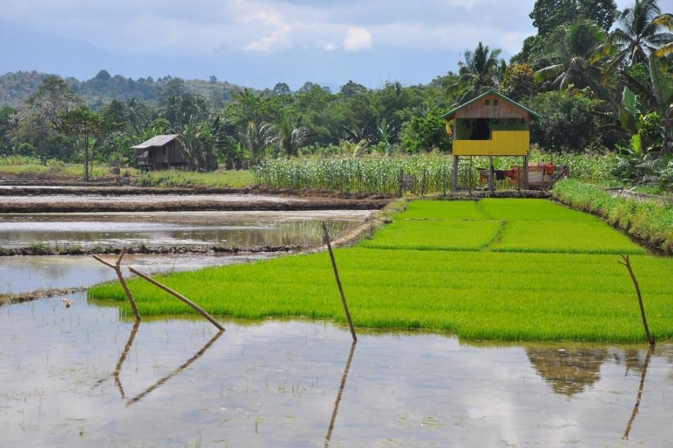 Het dorpje Pendolo, Sulawesi, Indonesië