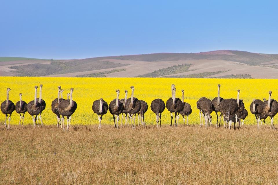 Struisvogels in Oudtshoorn, Zuid-Afrika