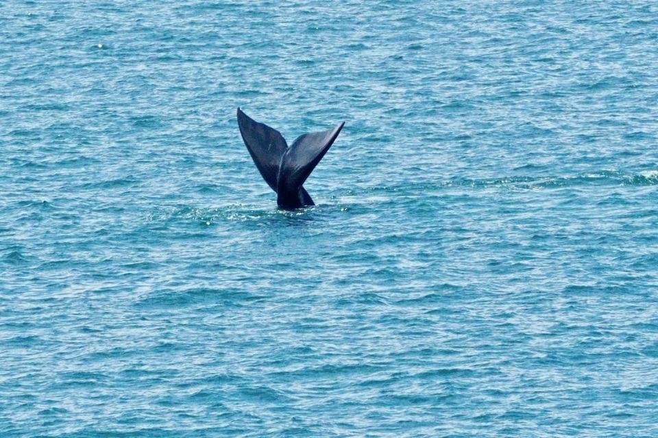 Walvissen spotten, Zuid-Afrika