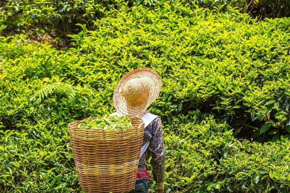 Theeplantage, Maleisië