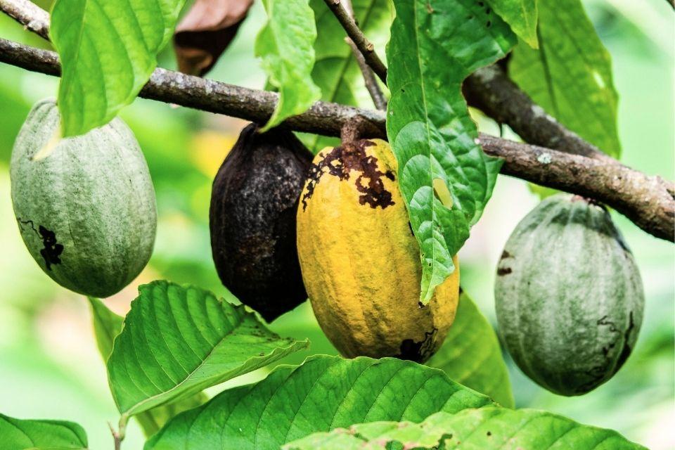 Een cacaoboom