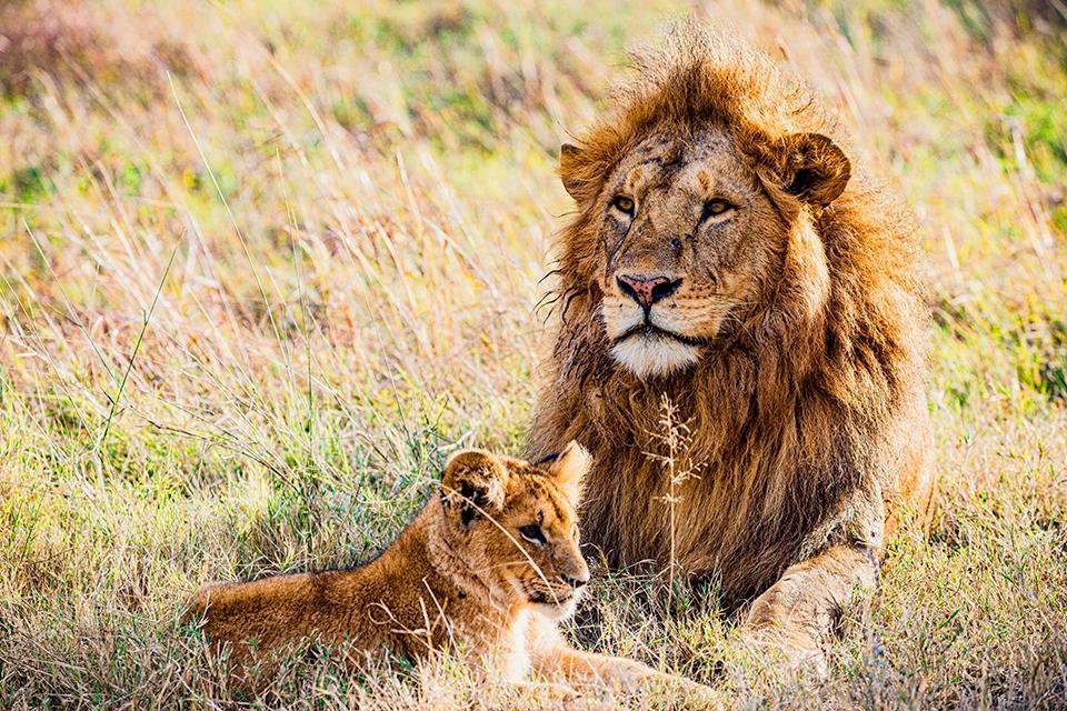 Kgalagadi Transfrontier National Park, Zuid-Afrika