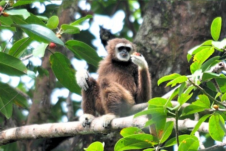 Een gibbon op Sumatra, Indonesië