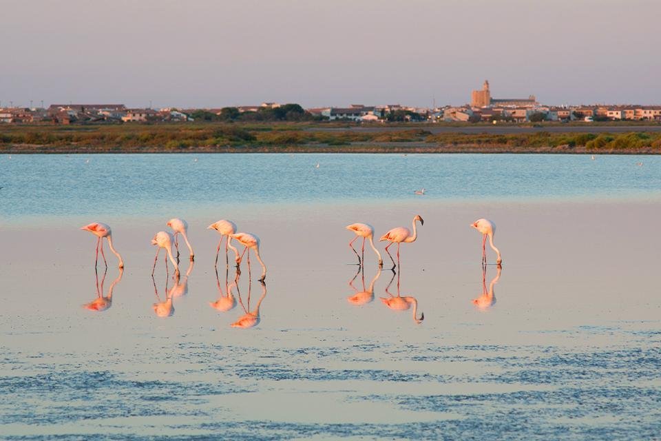 Camargue, Frankrijk