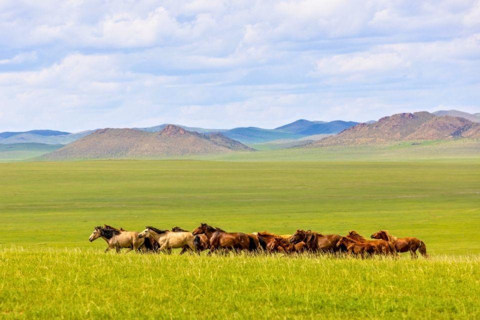 Het uitgestrekte grasland van Centraal-Mongolië