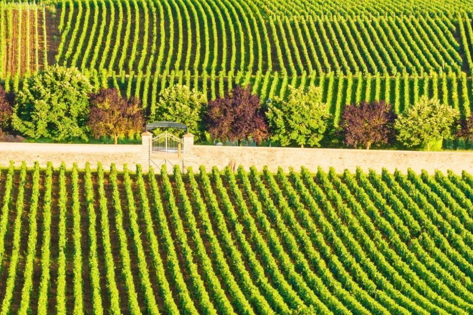 De wijngaarden van de Bourgogne Frankrijk