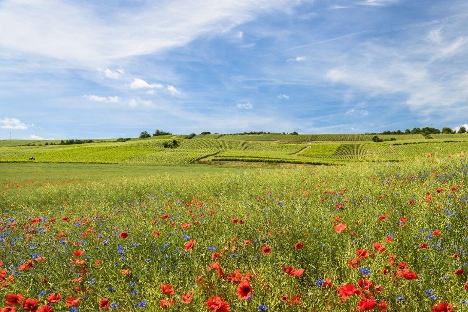 Vallée de la Marne Frankrijk