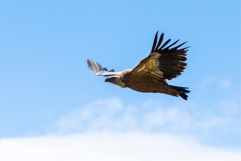 Vale gier in Monfragüe, Extremadura, Spanje