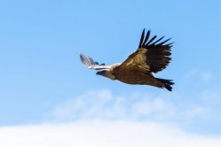 Vale gier in Monfragüe, Extremadura, Spanje Vale gier in Monfragüe, Extremadura, Spanje