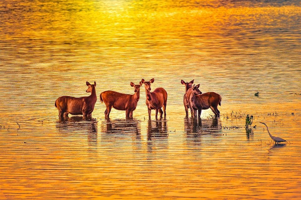 Kaziranga NP