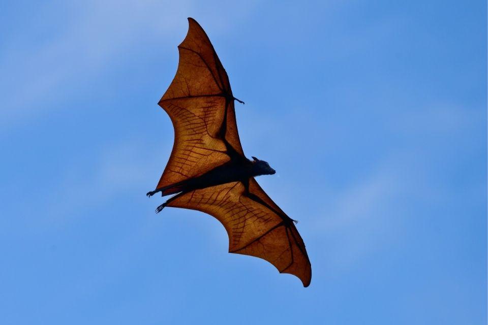 Tujuhbelas NP Flores Indonesië