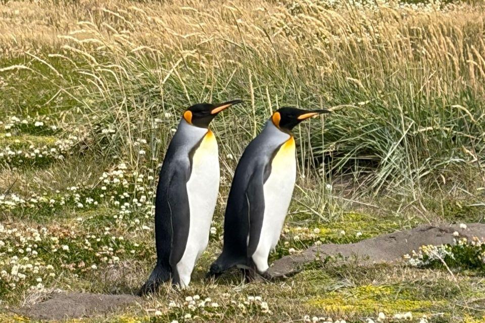 Parque Pingüino Rey in Chili