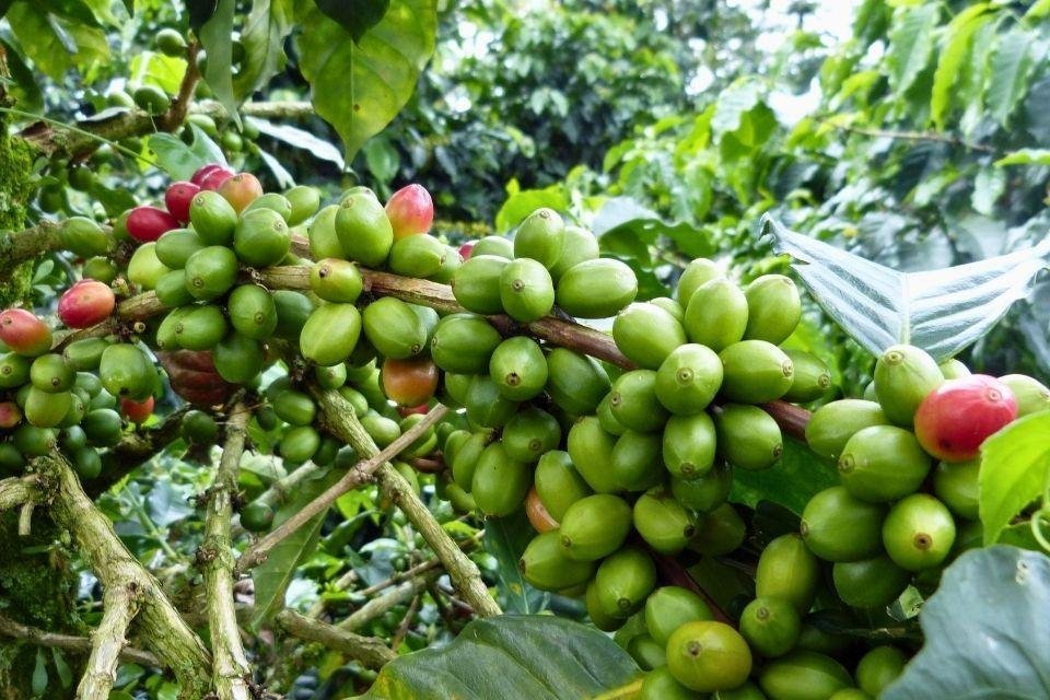 Koffieplant Colombia