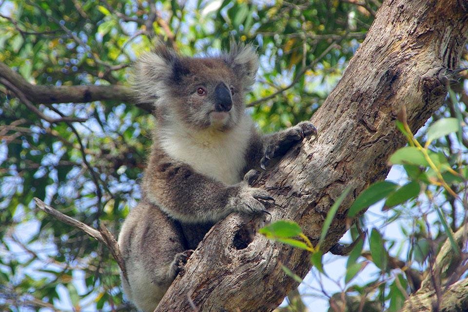 Koala in Great Otway National Park, Australië
