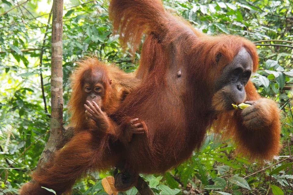 Orang-oetans op Sumatra, Indonesië | Foto door Jean-Marie Putz