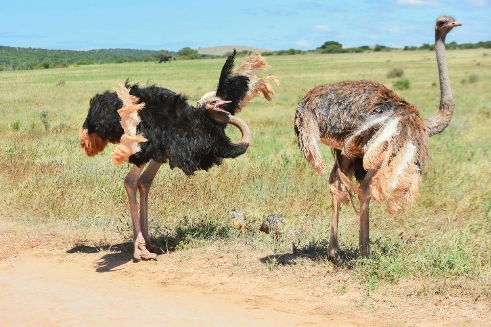 Struisvogels in Addo National Park, Zuid-Afrika