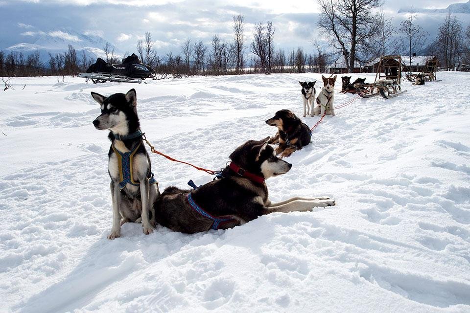 Sledehonden Lapland Noorwegen