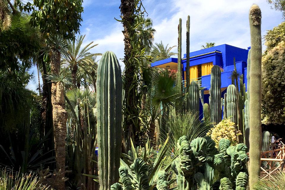 Cactussen in Jardin Majorelle, Marrakech, Marokko
