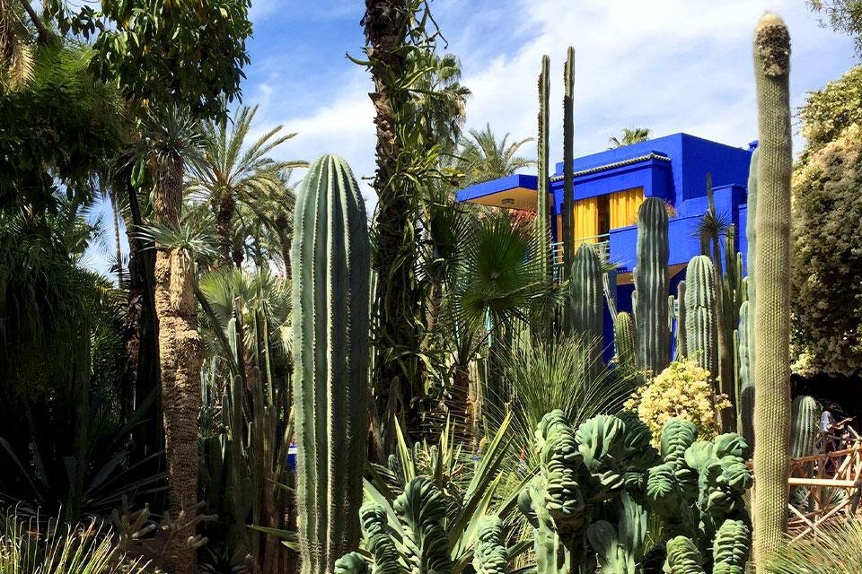 Cactussen in Jardin Majorelle, Marrakech, Marokko