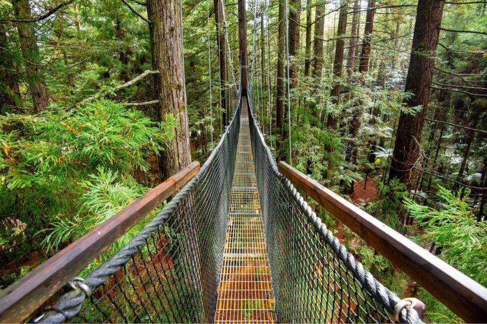 Redwoods Treewalk in Rotorua, Nieuw-Zeeland