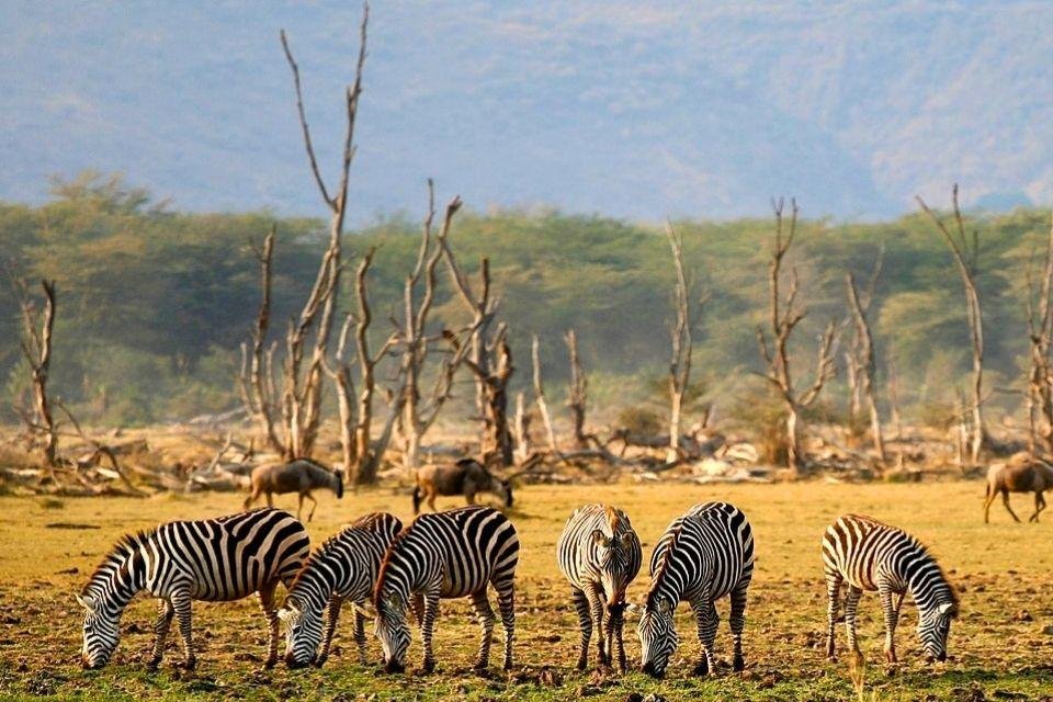 Lake Manyara National Park Tanzania