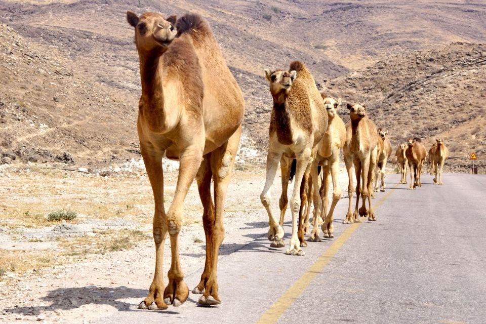 Dromedarissen langs de weg in Oman | Foto: Peter van de Wiel