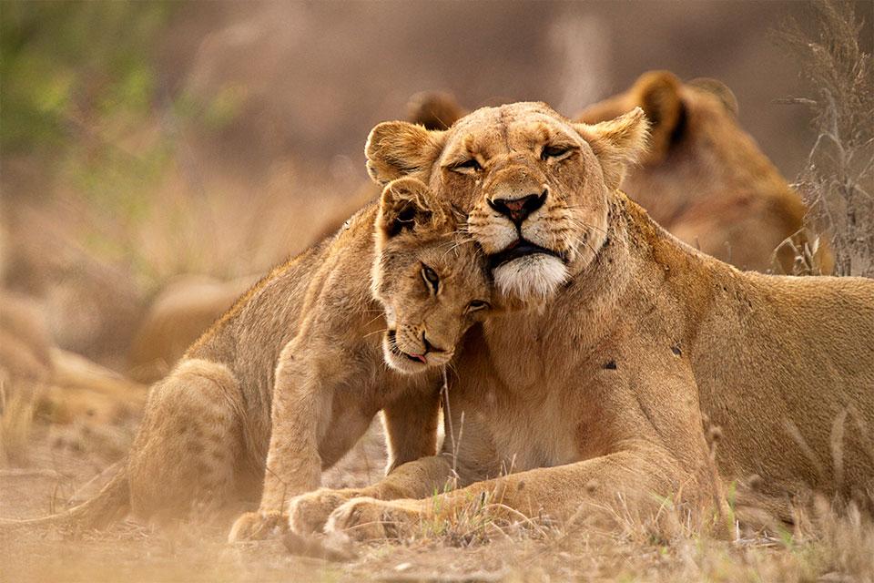 Leeuwin met een welp in Zuid-Afrika