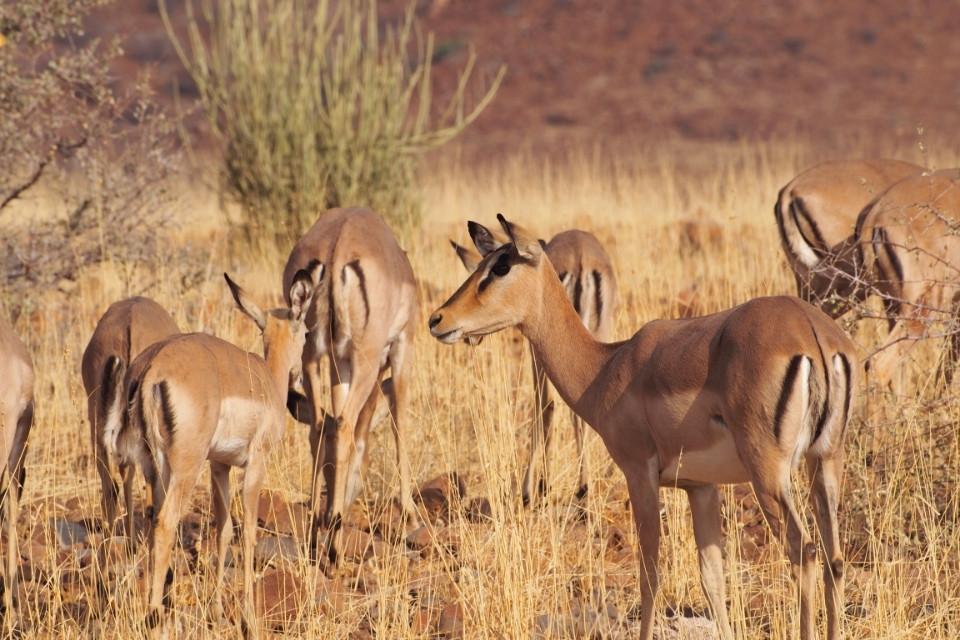 Impala's in Etendeka Park, Namibië