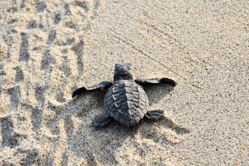 Babyschildpad in Puerto Escondido, Mexico