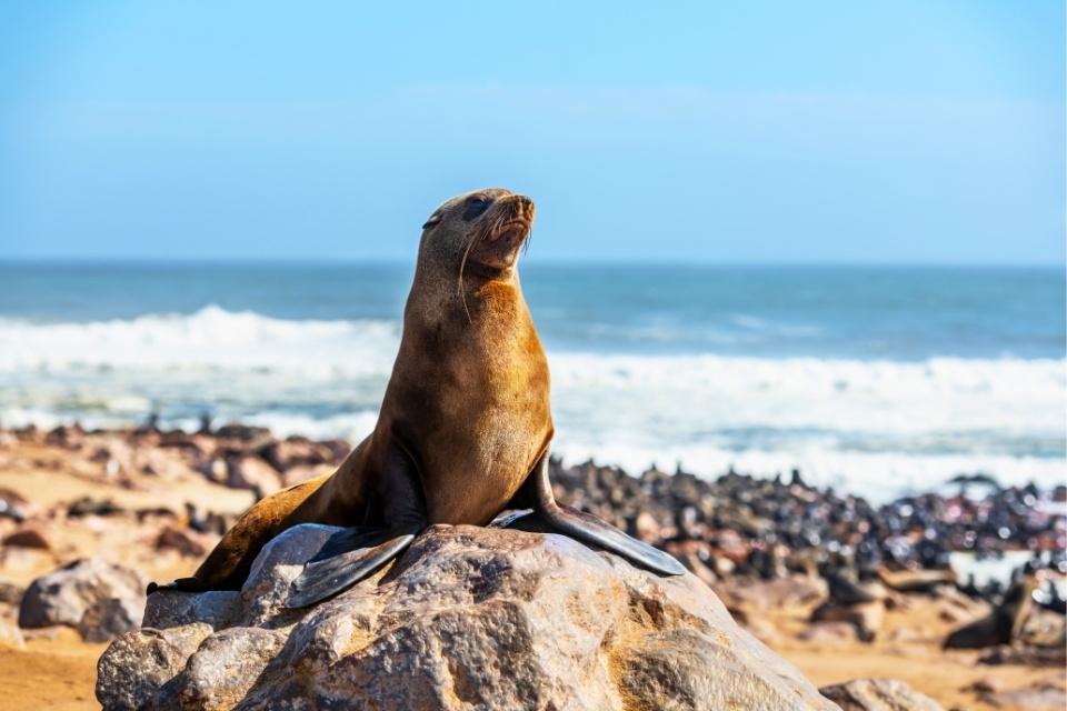 Pelsrobben in Cape Cross, Namibië