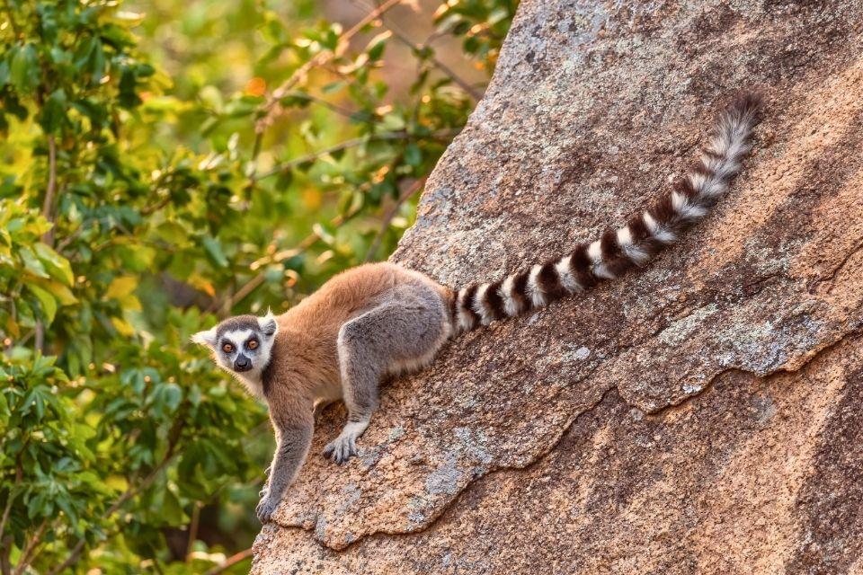 Maki in Anja Community Reserve, Madagaskar