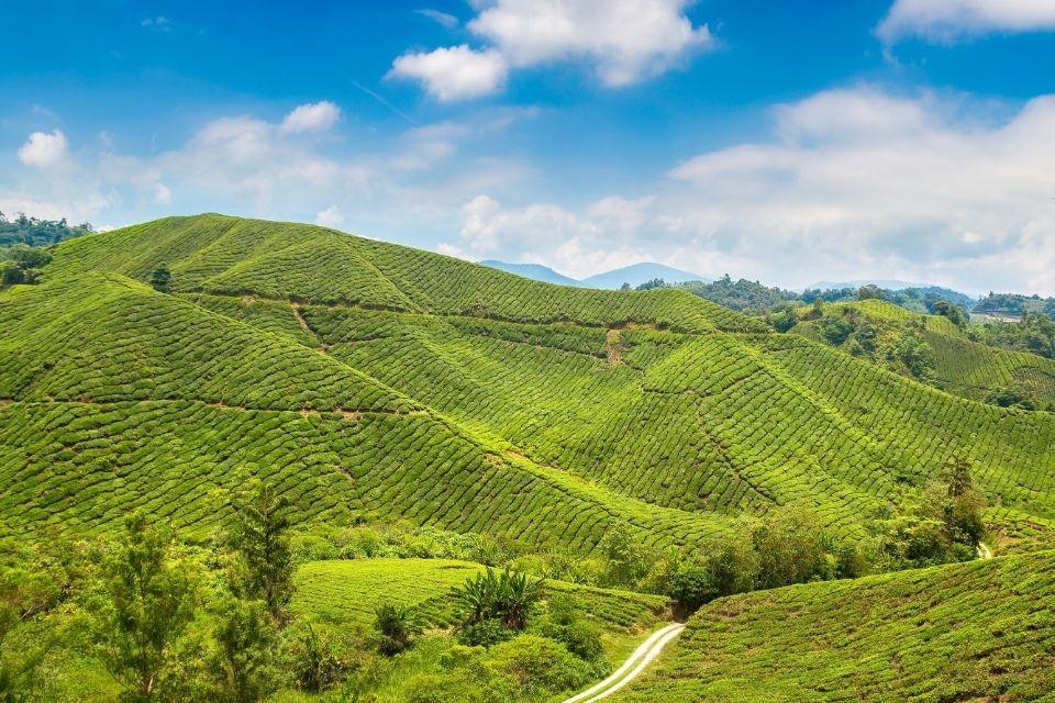 De Camaron Highlands, Maleisië