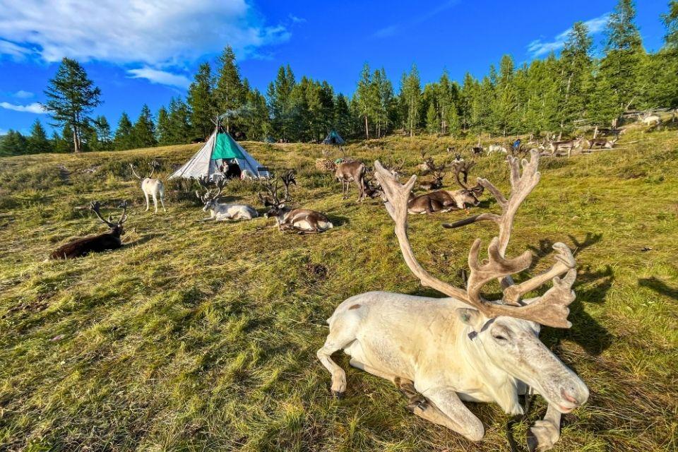 Rendieren voor een tent van de nomadische Tsaatan Mongolië