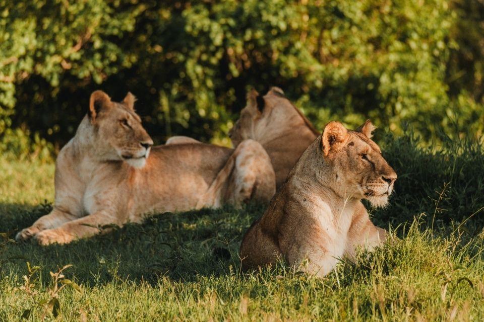 Ol Pejeta Conservancy Kenia