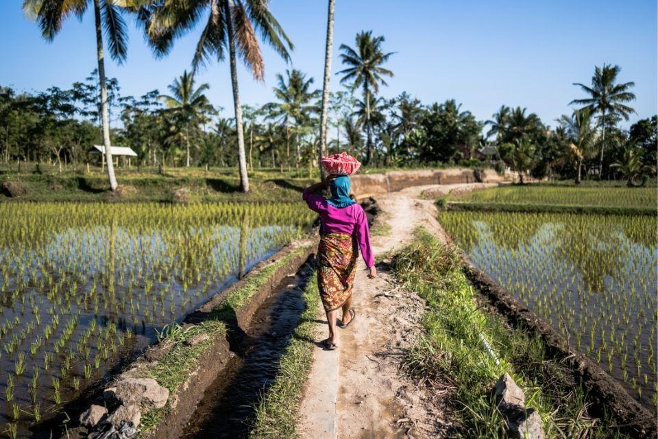 Tetebatu Lombok Indonesië