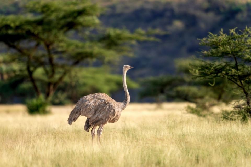 Somalische struisvogels in Samburu National Park, Kenia